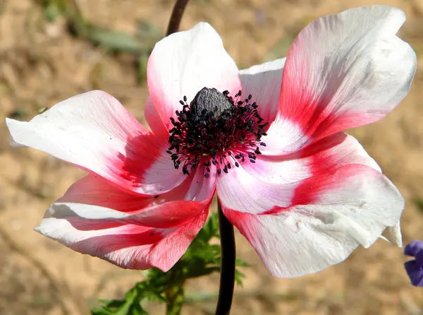 Nebo Jehuda koruna Anemone květinka 2011 — Stock fotografie
