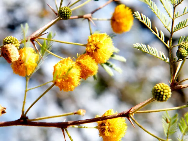 Veya Yehuda Acacia farnesiana çiçekler 2011 — Stok fotoğraf