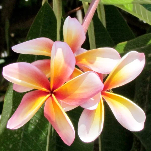 Or Yehuda Frangipani flower 2011 — Stock Photo, Image