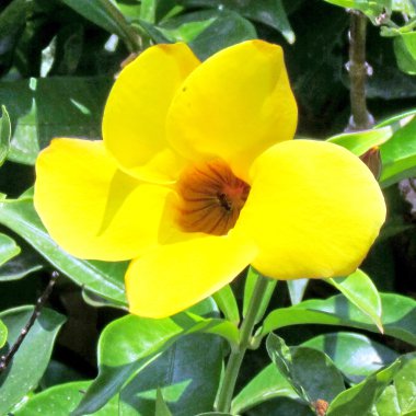 Veya Yehuda Yellow Mandevilla sanderi çiçek 2011 