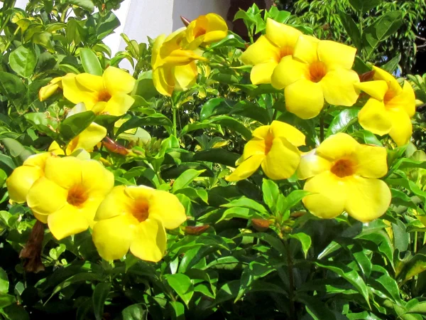 Ou Yehuda Jaune Mandevilla Sanderi fleurs 2011 — Photo