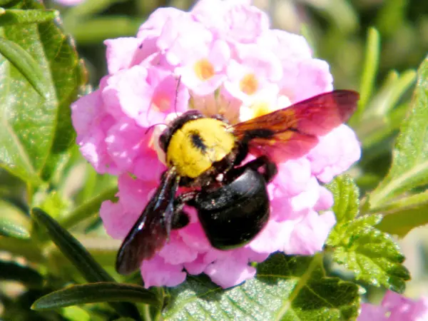 Or Yehuda bumblebee on Lantana flower 2011 — Stock Photo, Image