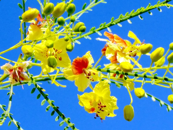 O Yehuda Parkinsonia Aculeata flores 2011 — Foto de Stock