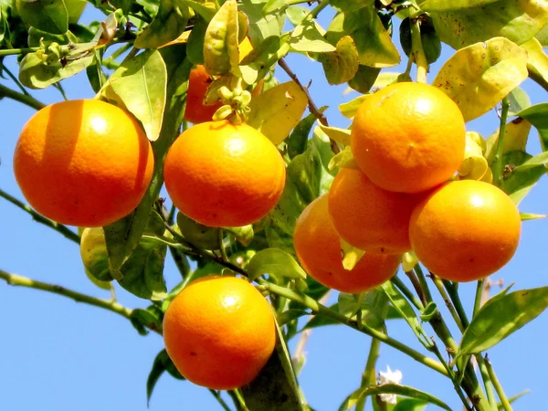 O mandarini Yehuda 2011 — Foto Stock
