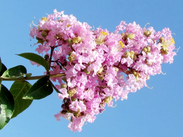 Or Yehuda Lagerstroemia Indica branch 2011 — Stock Photo, Image
