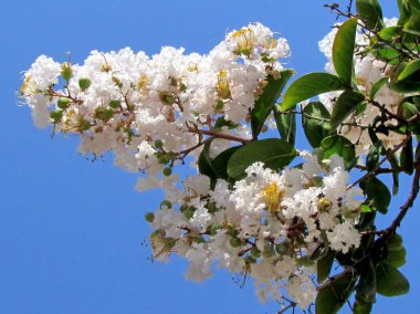 Veya Yehuda beyaz Lagerstroemia Indica 2011 