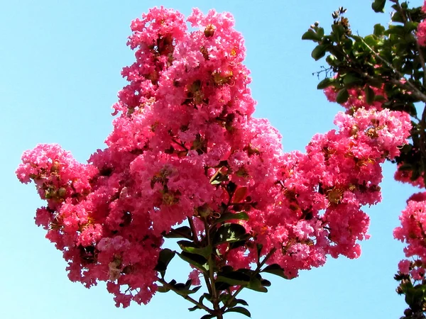 Veya Yehuda kırmızı Lagerstroemia Indica brahch 2011 — Stok fotoğraf