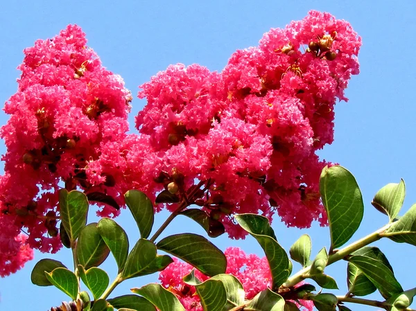 Lub Yehuda czerwona Lagerstroemia Indica 2011 — Zdjęcie stockowe