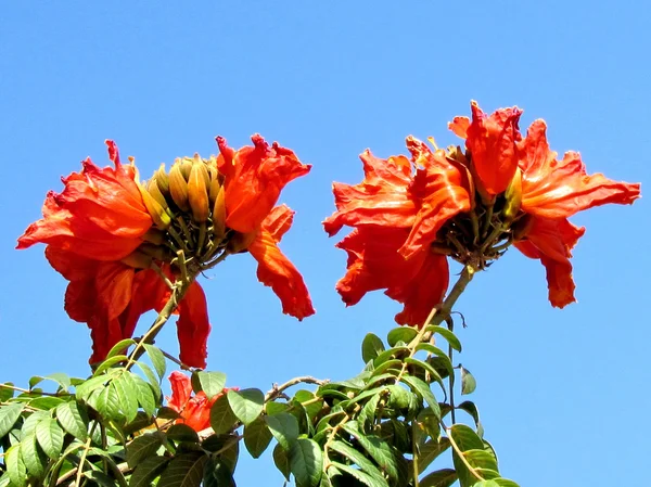 Lub Yehuda spathodea Campanulata kwiaty 2011 — Zdjęcie stockowe