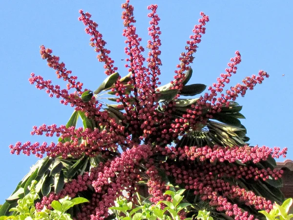 Lub Yehuda Schefflera Actinophylla kwiat 2011 — Zdjęcie stockowe