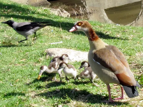 Ramat Gan Park Gansos egipcios y cuervo 2012 — Foto de Stock