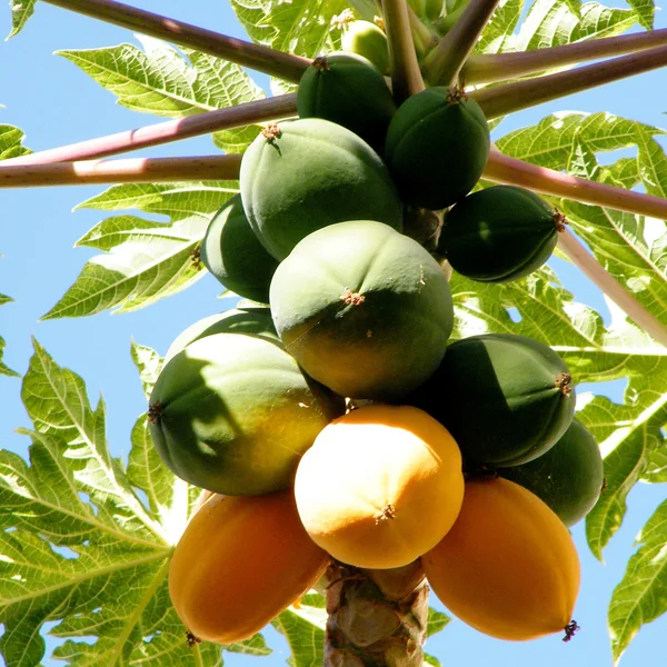 Oder Yehuda Papaya Frucht 2010 — Stockfoto