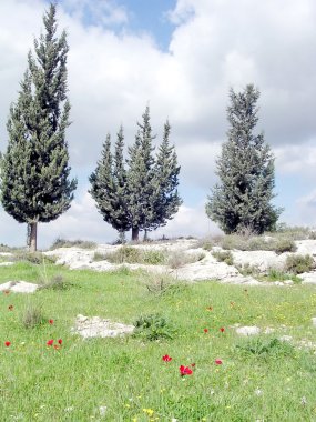 Shoham orman park 2004