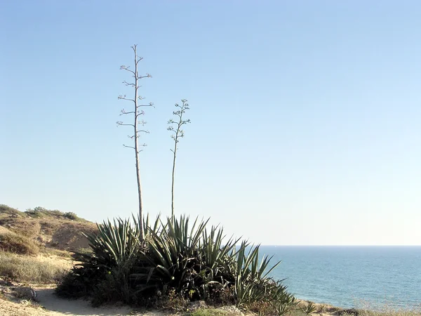 Shefayim planta silvestre de Hof Hasharon 2006 — Foto de Stock