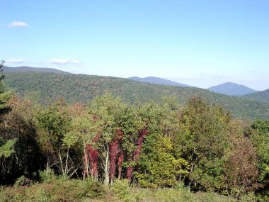 Shenandoah orman 2004