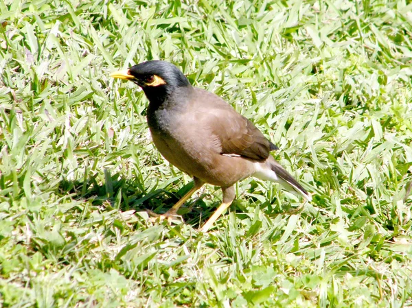 Tel Aviv wspólne Myna 2011 — Zdjęcie stockowe