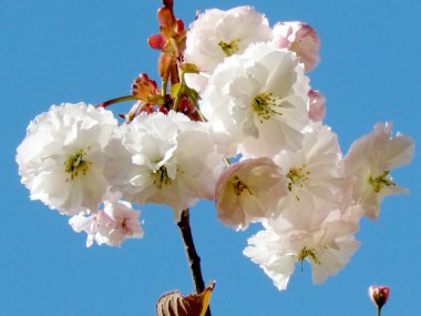 Toronto yüksek Park Sakura çiçek 20015 olabilir 