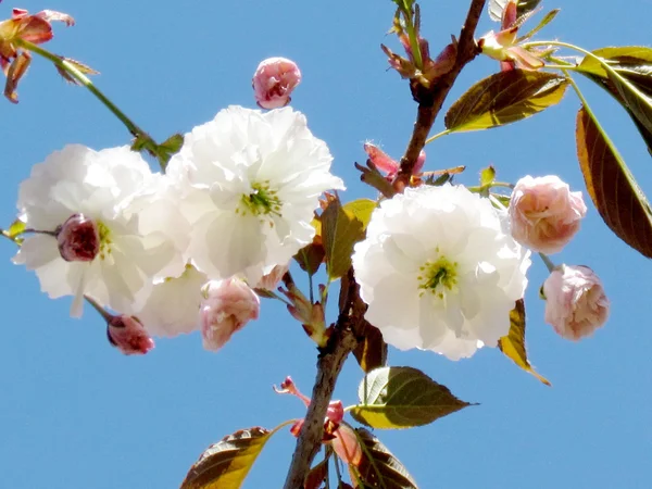 Toronto vysoké Park Sakura květiny může 20015 — Stock fotografie