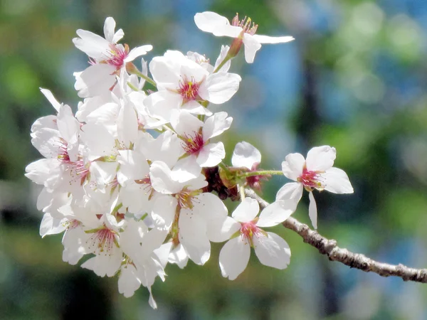 Toronto vysoké Park Cherry květy může 20015 — Stock fotografie