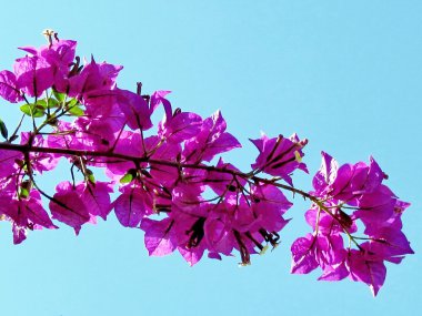 Ramat Gan Wolfson Park Bougainvillia şube 2011