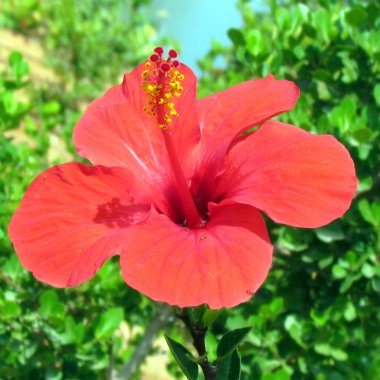 Ramat Gan Wolfson Park kırmızı Hibiscus 2011 