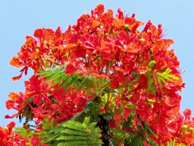 Ramat Gan Wolfson Park kırmızı akasya 2011 çiçek