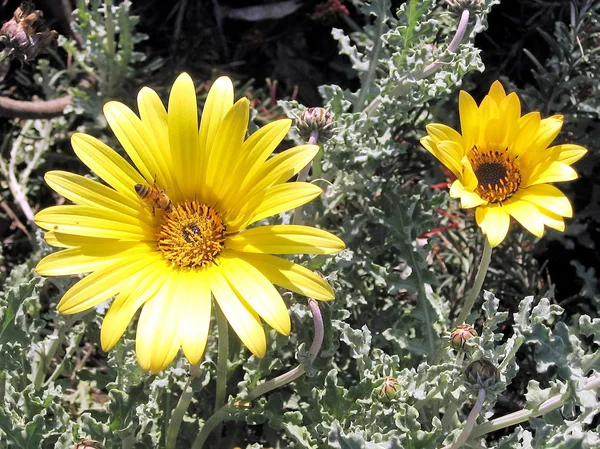 Ramat Gan Park Bee em uma flor 2007 — Fotografia de Stock