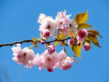 McLean Sakura şube 2016 