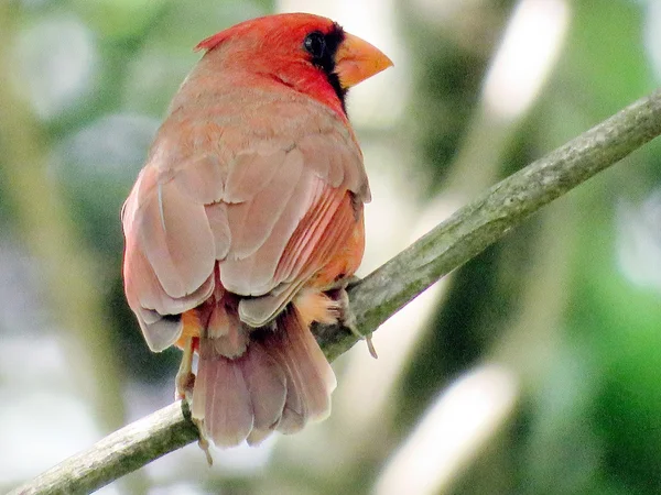Cardinal rouge Mclean 2016 — Photo