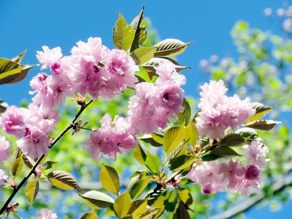 McLean Sakura Blossom 2016 — Zdjęcie stockowe