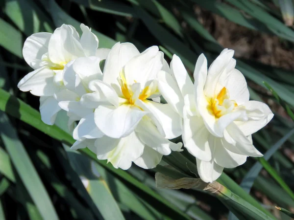 Narciso branco limpo 2016 — Fotografia de Stock