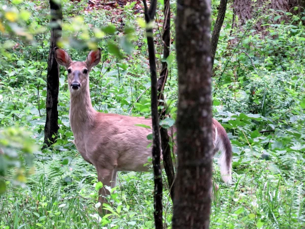 Mclean deer 2016 — Stock Photo, Image