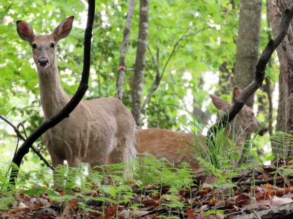 2016年森林中的美利鹿 — 图库照片