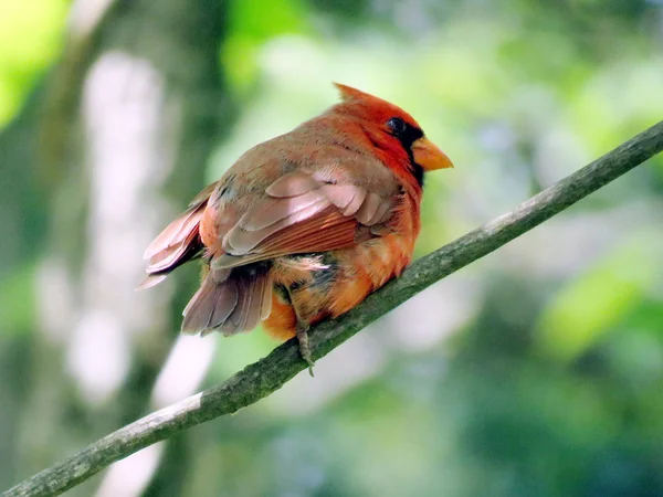 Красный кардинал на дереве 2016 — стоковое фото