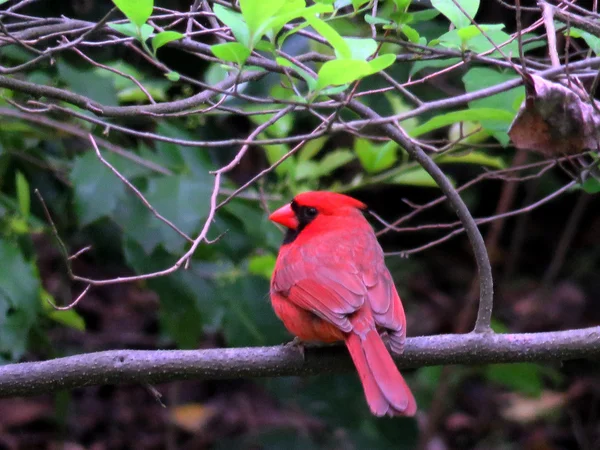 Mclean Red Cardinal May 2016 — Stock Photo, Image