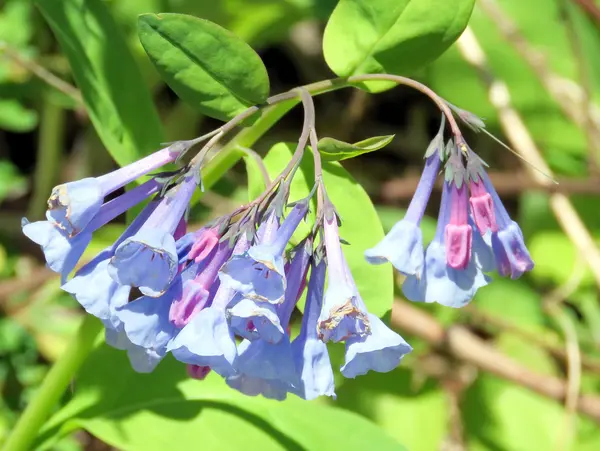 McLean Bluebells 2016 — Stok fotoğraf