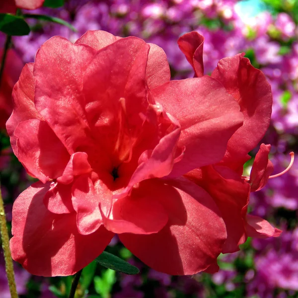 Mclean red azalea flower 2016 — Stock Photo, Image