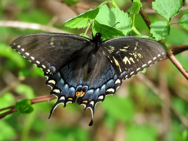 McLean siyah Swallowtail 2016 — Stok fotoğraf