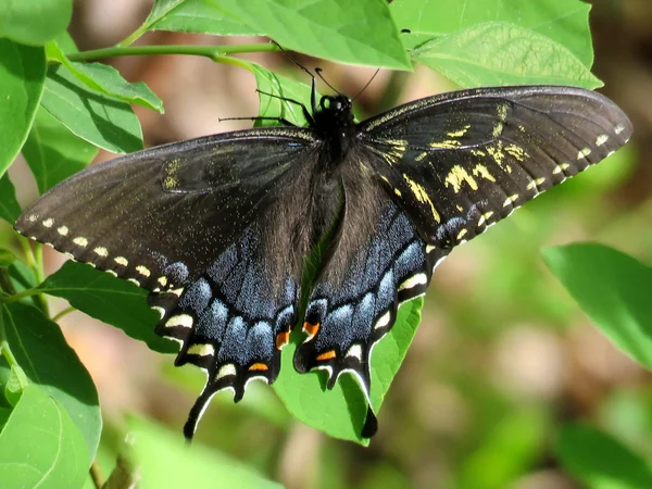 McLean svart Swallowtail 2016 — Stockfoto