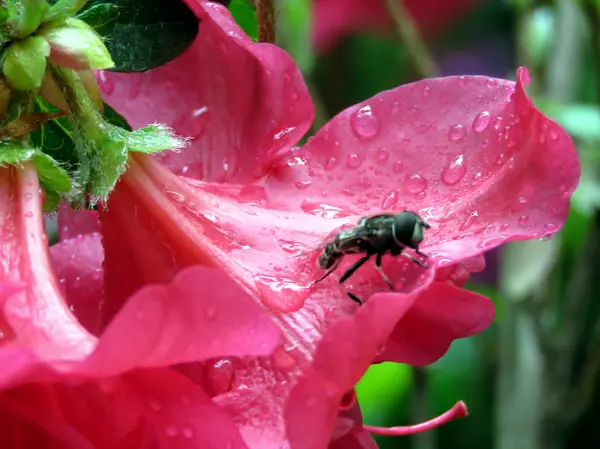 Mclean the fly on a azalea flower after rain 2016 — Stock Photo, Image