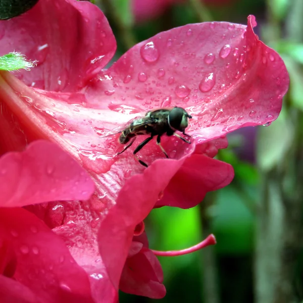 Limpe a mosca em uma flor 2016 — Fotografia de Stock