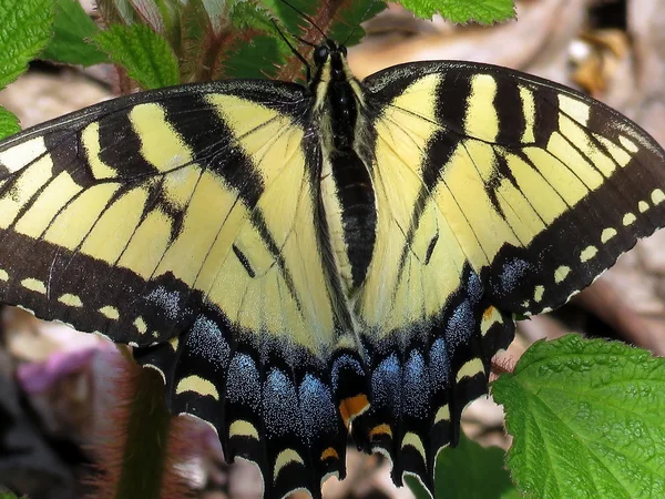 McLean oriental Tiger Swallowtail 2016 —  Fotos de Stock