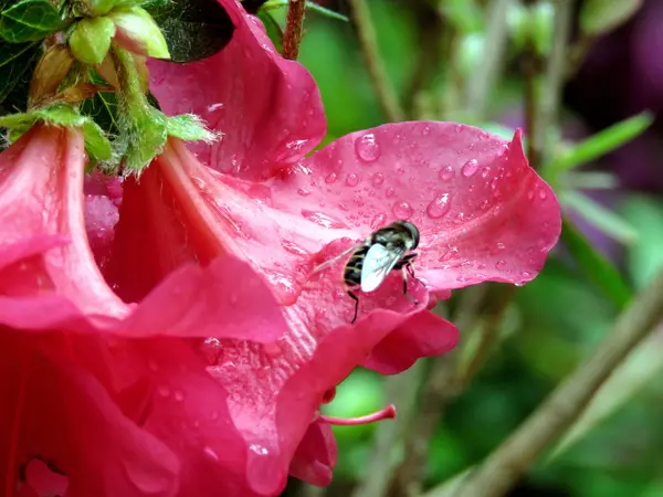 Mclean the fly on azalea flower 2016 — Stock Photo, Image