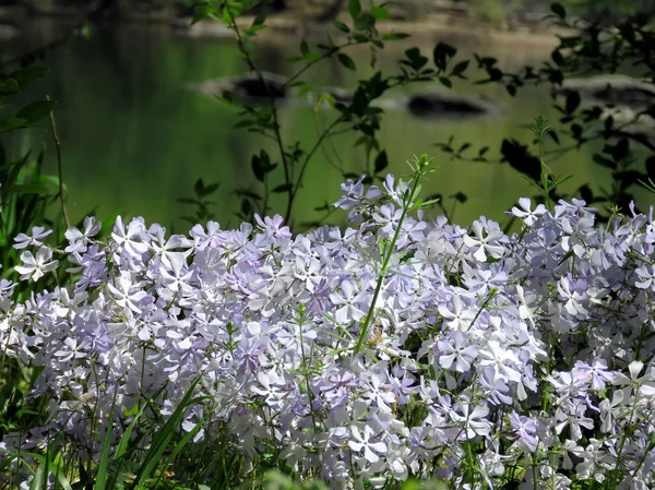 Potomac Phlox divaricata flor 2016 — Fotografia de Stock