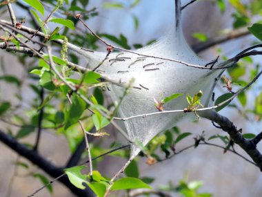  McLean orman çadır tırtıllar 2016