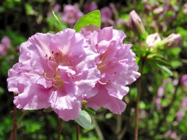 Mclean pink azalea flower 2016 — Stock Photo, Image