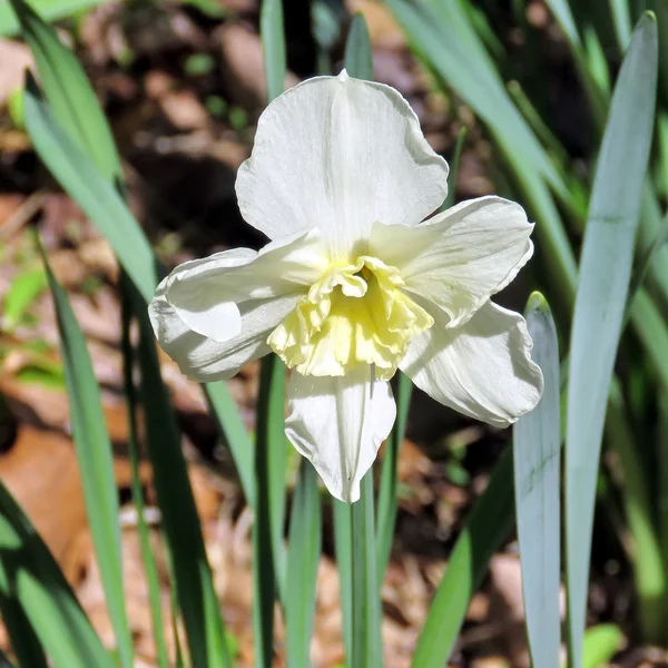 Narciso branco limpo 2016 — Fotografia de Stock