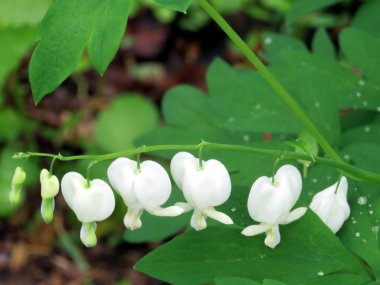 McLean Hollandalı pantolon şube 2016