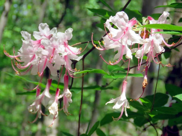 McLean Pinxterbloom Azalea květiny 2016 — Stock fotografie