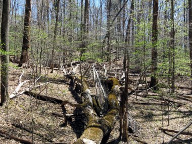 Potomac ormanı 2016